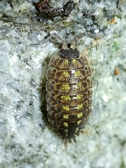 Porcellio spinicornis