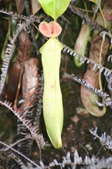 Nepenthes mirabilis