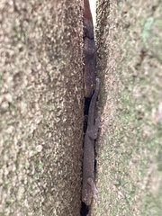 Gekko japonicus