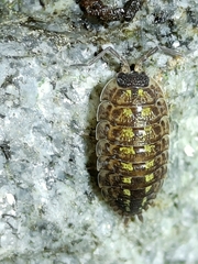 Porcellio spinicornis
