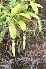 Nepenthes mirabilis
