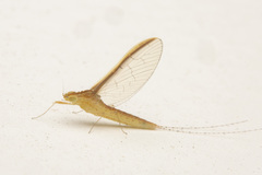 Cloeon bengalense