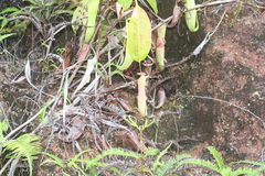 Nepenthes mirabilis
