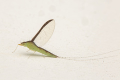 Cloeon bengalense