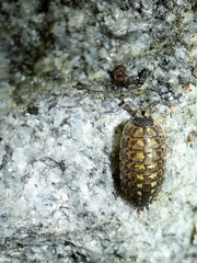 Porcellio spinicornis