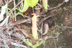 Nepenthes mirabilis