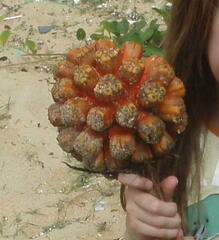 Pandanus utilis