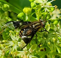 Chrysops callidus