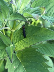 Oberea perspicillata