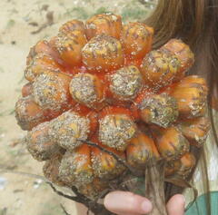 Pandanus utilis