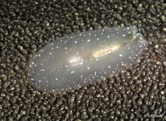 Pseudoceros canadensis