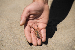 Galeodes araneoides
