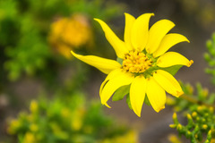 Lecocarpus pinnatifidus