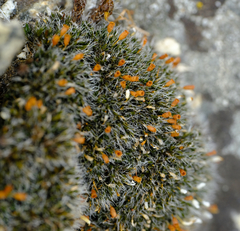 Coscinodon calyptratus