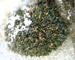 Coscinodon calyptratus