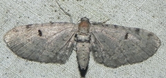 Eupithecia indistincta