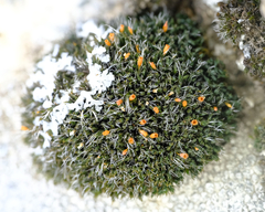 Coscinodon calyptratus