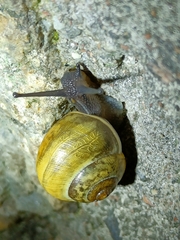 Cepaea