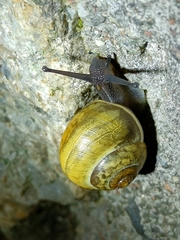 Cepaea