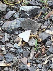 Petrophora subaequaria