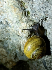 Cepaea