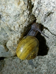 Cepaea