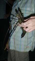 Macrobrachium rosenbergii