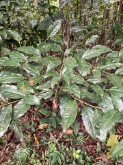 Ocotea floribunda