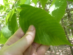 Taphrina virginica