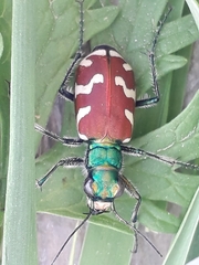 Cicindela coerulea nitida