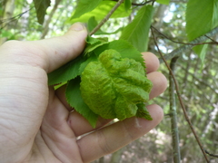 Taphrina virginica