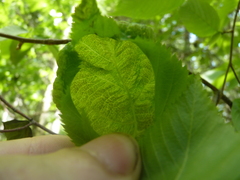 Taphrina virginica