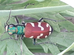 Cicindela coerulea nitida