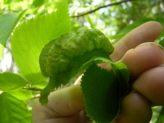Taphrina virginica