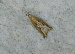 Ancylis goodelliana