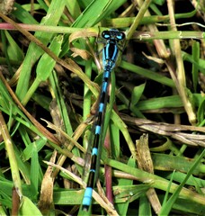 Enallagma carunculatum