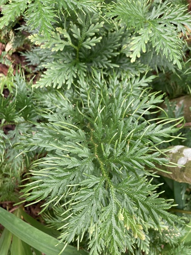 Selaginella plana