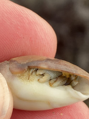 Pagurus granosimanus