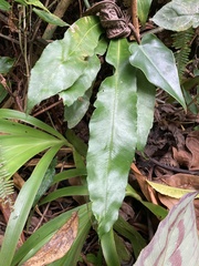Asplenium serratum