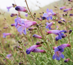 Penstemon seorsus