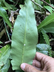 Asplenium serratum