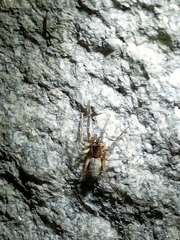 Segestria senoculata
