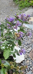 Bombus