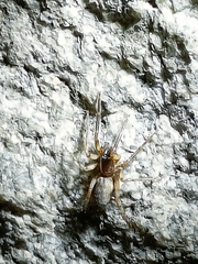 Segestria senoculata