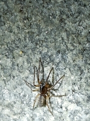 Segestria senoculata