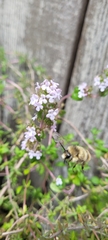 Bombus mixtus