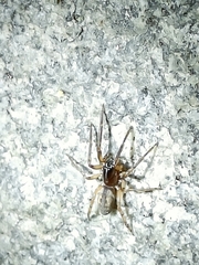 Segestria senoculata