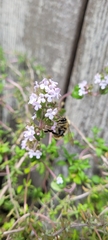 Bombus mixtus