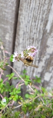 Bombus mixtus