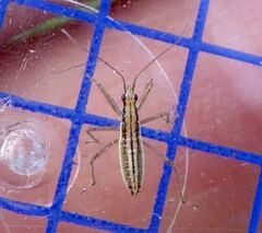 Nabis limbatus